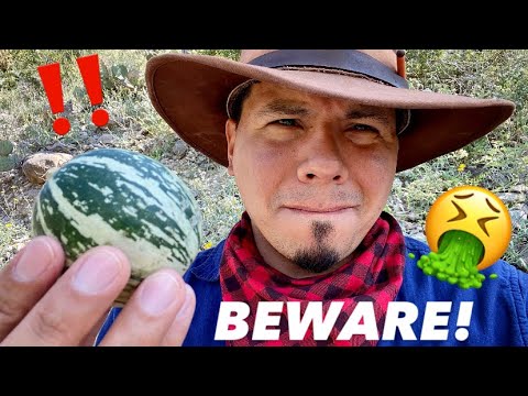 3rd YouTube video about are there poisonous gourds