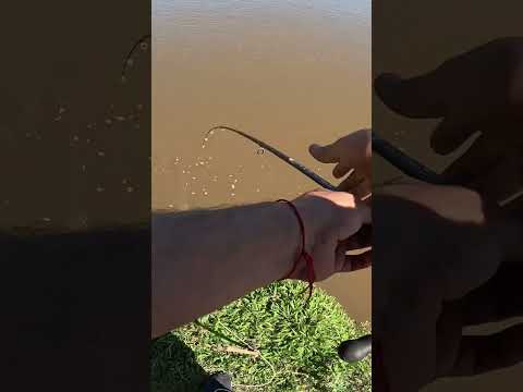 Este lugar CAMBIO TOTALMENTE!! LOS GOMEZ PESCA Y COCINA #pesca #fishing #fish #tucuman #argentina