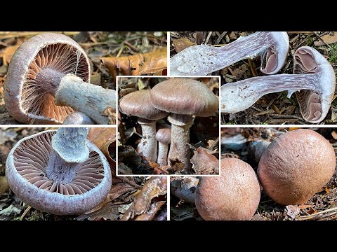 Pilzportrait - Wohlriechender Gürtelfuß, Cortinarius torvus | Cortinarius torvovelatus