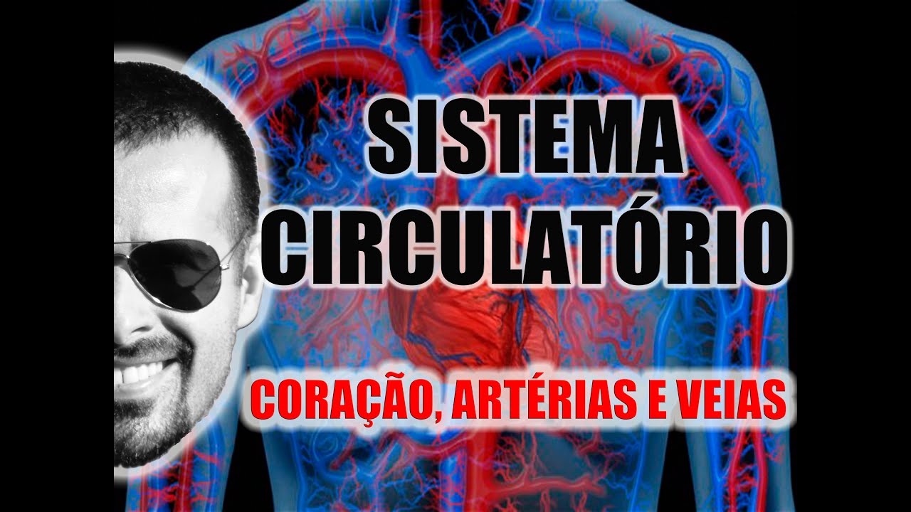 O Que é Anatomia Do Sistema Circulatório