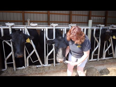 Animal Health Drug Packaging Systems Overview