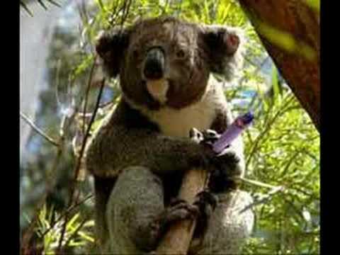 Israel Kamakawiwo'ole - Pakalolo