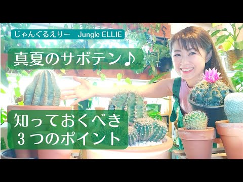 サボテンの多肉植物の水やり 知っておくべきことすべて ズーム実践的なアドバイス