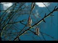 Mensagem com música relaxante