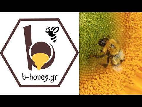 , title : 'B-HONEY υψηλής ποιότητας ελληνικό μέλι - Ιωάννης Δεληγιάννης'