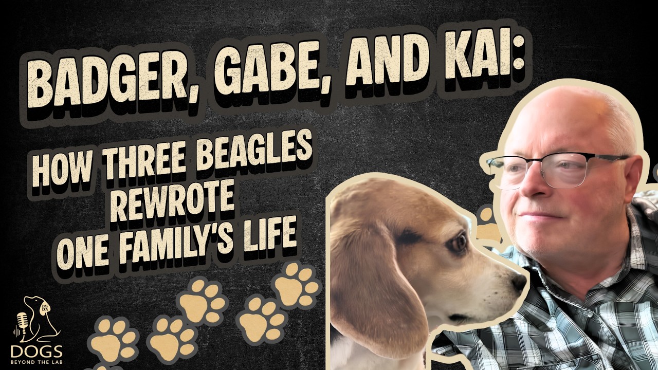 Badger, Gabe, and Kai: How Three Beagles Rewrote One Family’s Life