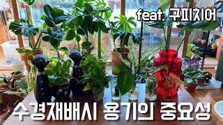 수경재배 대박 꿀팁, 수경재배 용기에 따라 뿌리의 자람이 달라져요!!