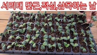 서리태콩 다수확 하기위한 2단계 단근,적심,삽목하기  서리태심는시기 검은콩,쥐눈이콩,약콩 메주콩