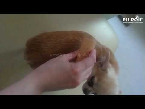 Vidéo client chien poils courts 3