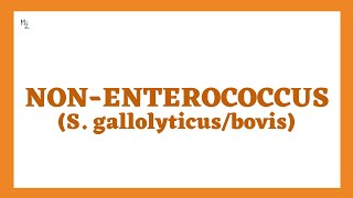Non-Enterococcus (S. gallolyticus or bovis) | Group-D γ-hemolytic Streptococcus