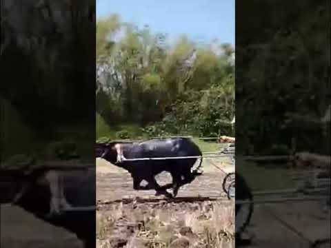 SUPER ROOKIE DESPERADO VS SUPER PARAK l NEW SUPER ROOKIE SUPER PARAK #shorts #shortsyoutube #short