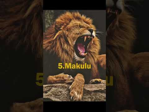 Top 10 Most Powerful Lions