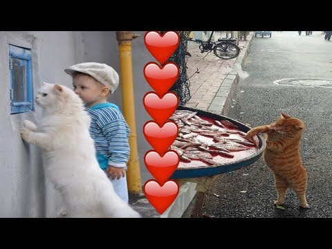 Cute AND Funny CATS PICTURE Video