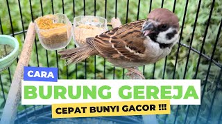 Download lagu How to care for sparrows so they sing quickly mp3