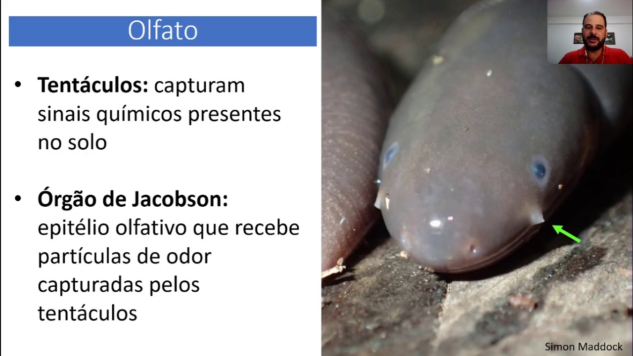 Aula: Ordem Gymnophiona (cecílias)