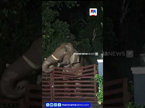 നീലഗിരിയിൽ വീടിന്റെ ഗേറ്റ് തകർത്ത് അകത്ത് കടക്കാന്‍ ശ്രമിക്കുന്ന കാട്ടാന |Wild elephant