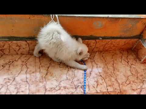 nauty puppy plays with rope😄😄💞💞