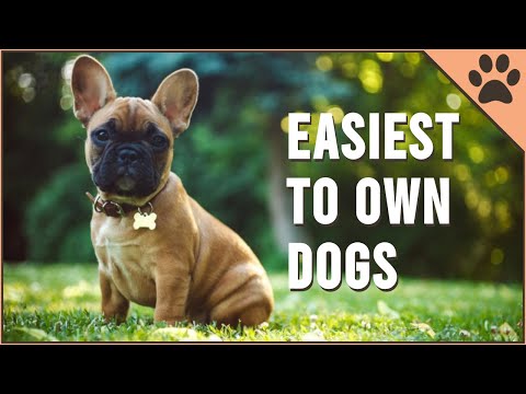 YouTube video about: Does owning a dog get easier?