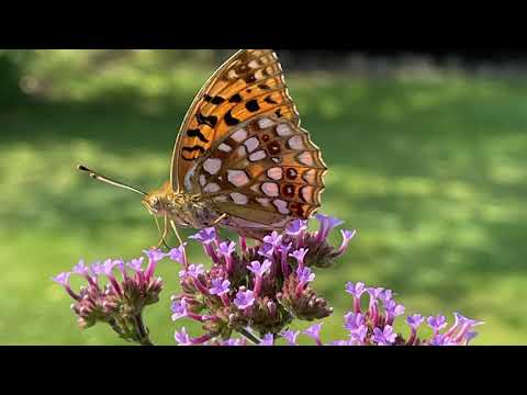 Jätteverbena - en riktig fjärilsmagnet!