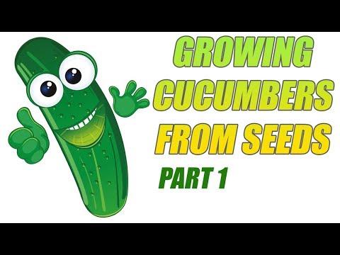 Growing Cucumbers From Seeds   Part 1