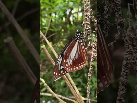 Araschnia levana(「プロルサ」と呼ばれる夏の形態)