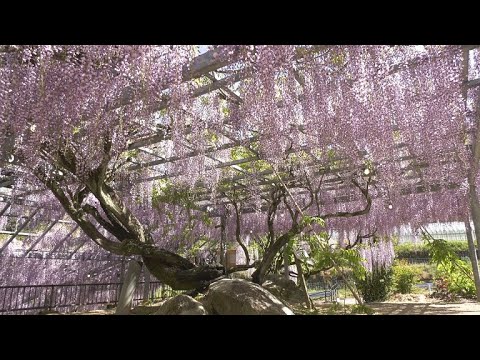 【佐賀県唐津市の風景：4K映像】 宗吾霊廟 フジの花[七山馬川](令和3年4月26日撮影）