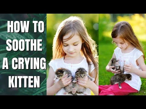 How to Soothe a Crying Kitten? | Animal Kingdom - YouTube
