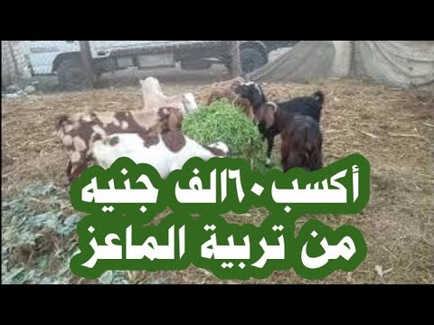 , title : 'إكسب 60الف جنيه من مشروع تربية الماعز البلدي(دراسة جدوي تربية امهات الماعز) goat raising'