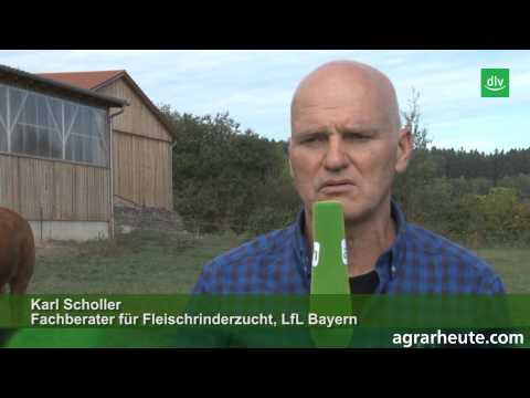 Bulls in pasture farming: This is what the expert advises