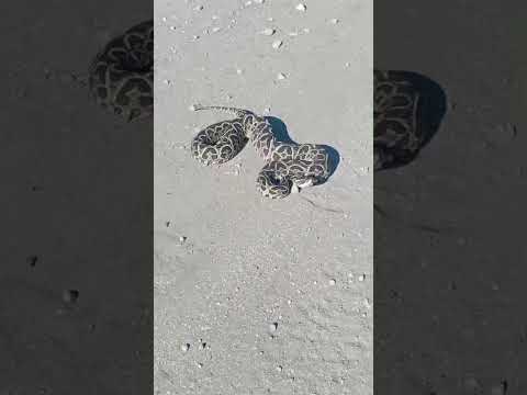 yarara costa atlántica ,general Lavalle buenos aires