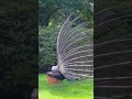 Why Do Peacocks Spread Their Tail Feathers Peacock Naturepbs Bird Animals Wildlife