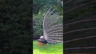 Why do peacocks spread their tail feathers? #peacock #naturepbs #bird #animals #wildlife