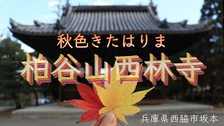 🍁柏谷山西林寺の紅葉～兵庫県西脇市～