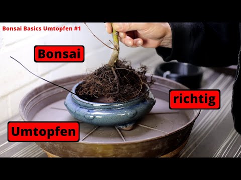 Wie man einen Bonsai richtig umtopft! Wie, Wann und Wieso | Bonsai Basics Umtopfen #1