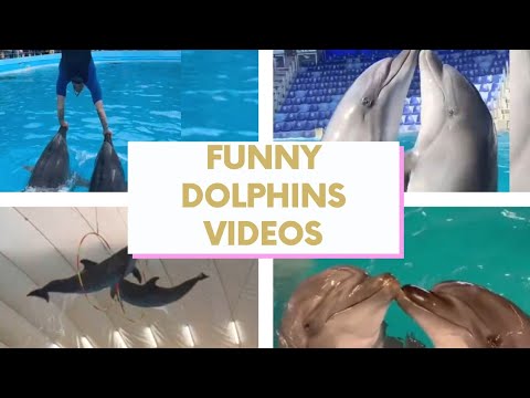 Dauphins étonnants - compilation de dauphins amusants