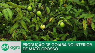 Miniatura do vídeo