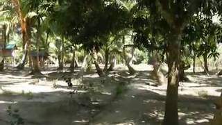 preview picture of video 'pristine beach resort, diglipur, north andaman islands, India'