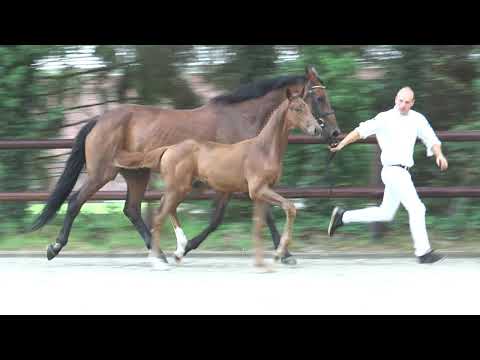 Livius X Sir Sinclair