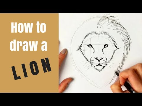 Beginners - How to Draw a Lion - YouTube