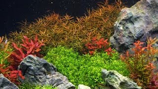 How to grow : Background stem plants in a planted tank P2