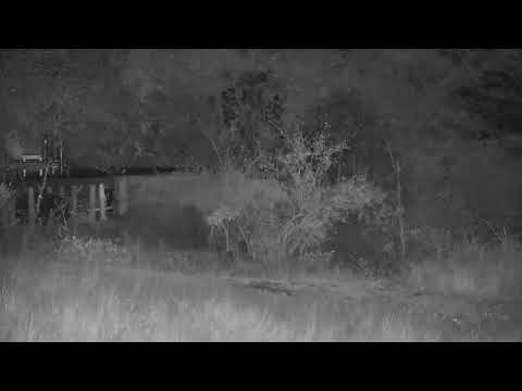 Djuma Private Game Reserve Live Stream