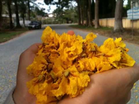 Thể hiện bởi Xuân Phú