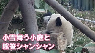 2019/1/121小雪舞う小庭のシャンシャン雪には気づかず?