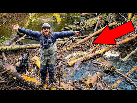 Finding LOG JAM TREASURES, Fishing Small CREEK! Catch N' COOK CREEKSIDE!!
