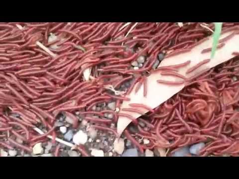 Lots of bugs...........(Insects?)