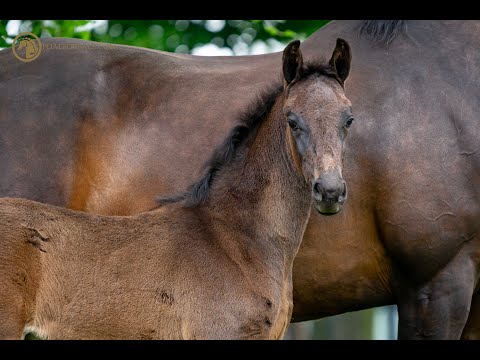 SOLD: Stallion 2021 - Kjento x Lord Leatherdale