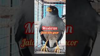 Download lagu Masteran jalak kebo gacor #shorts mp3 Download lagu Masteran jalak kebo gacor #shorts mp3
