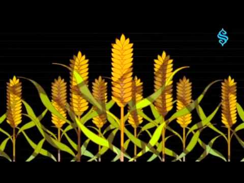 Kanuni Sultan Süleyman Han ve Tarla Sahibi