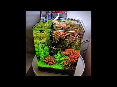 New video with my 20l nano cube