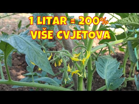 Give the tomato beer and watch it sing